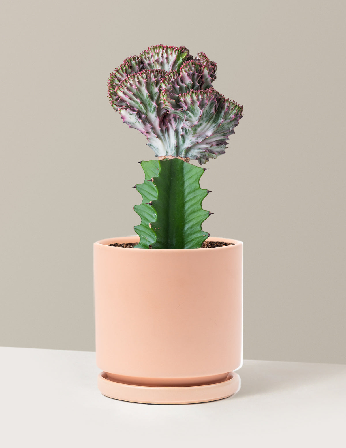 bundle | Purple | Isabella | Blush