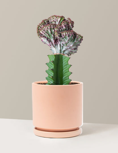 Mermaid Tail Cactus