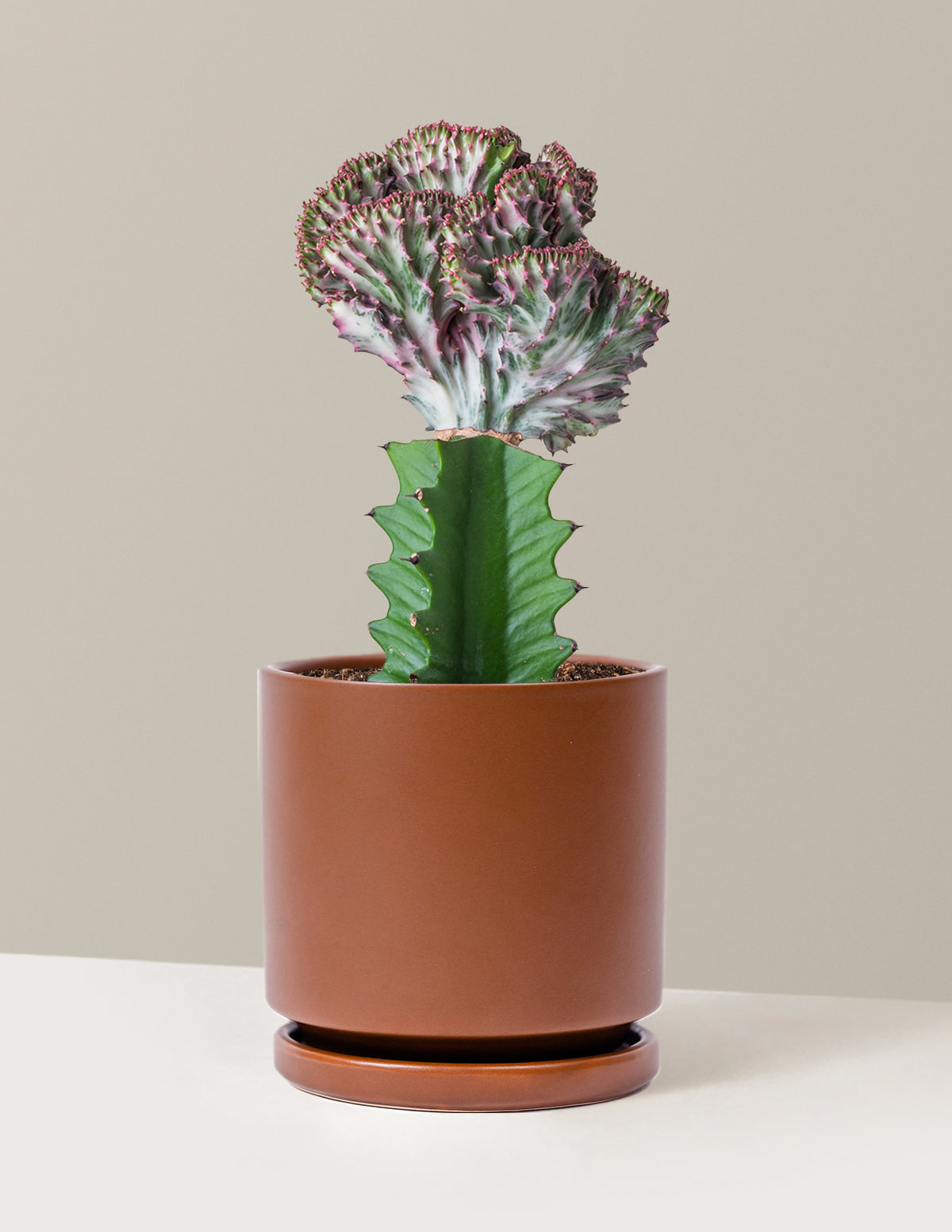 Mermaid Tail Cactus