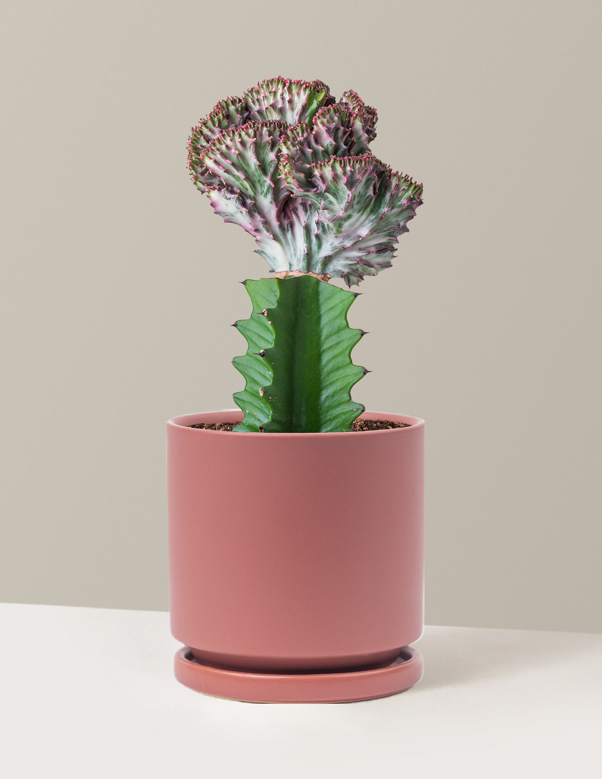 Mermaid Tail Cactus