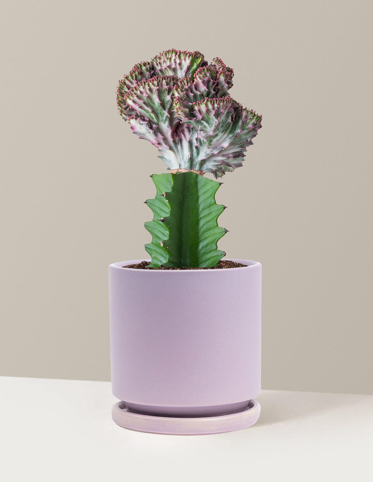 bundle | Purple | Isabella | Lavender