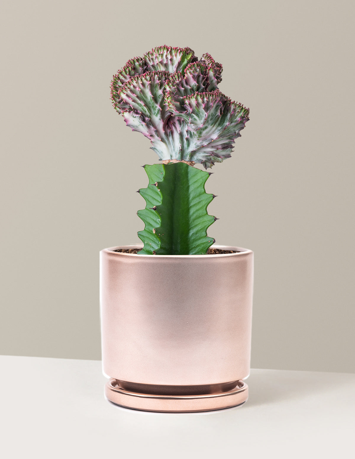 bundle | Purple | Isabella | Rose Gold
