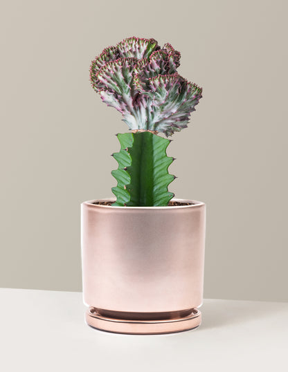 Mermaid Tail Cactus
