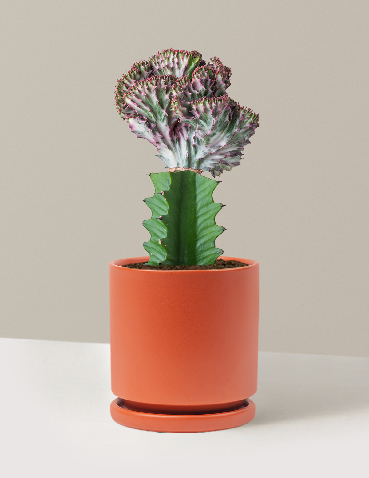 bundle | Purple | Isabella | Rust