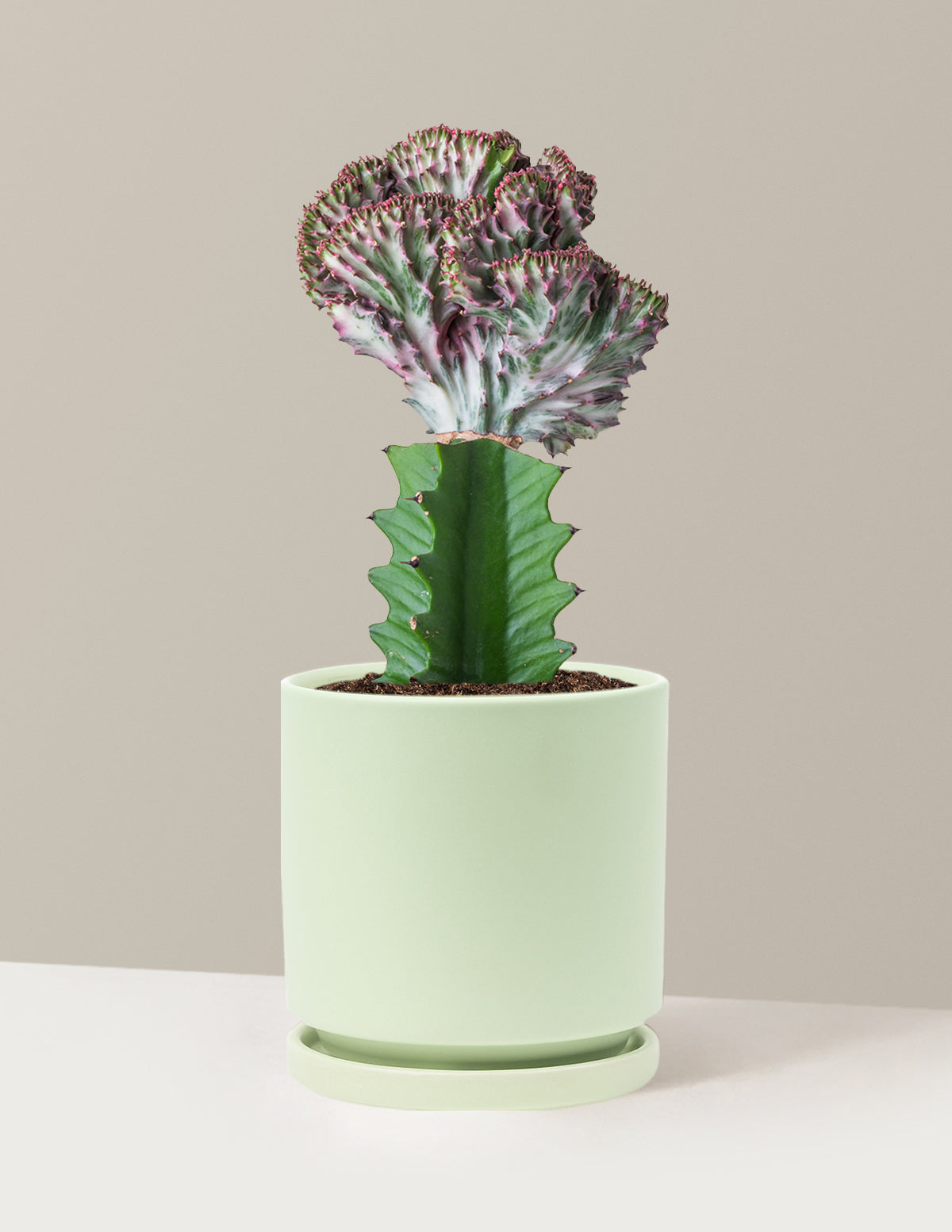 bundle | Purple | Isabella | Sage