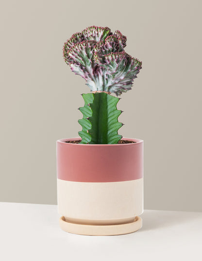 mermaid succulent plant for sale Mermaid Tail Cactus Houseplant - Purple (8-12" tall) Grow Pot