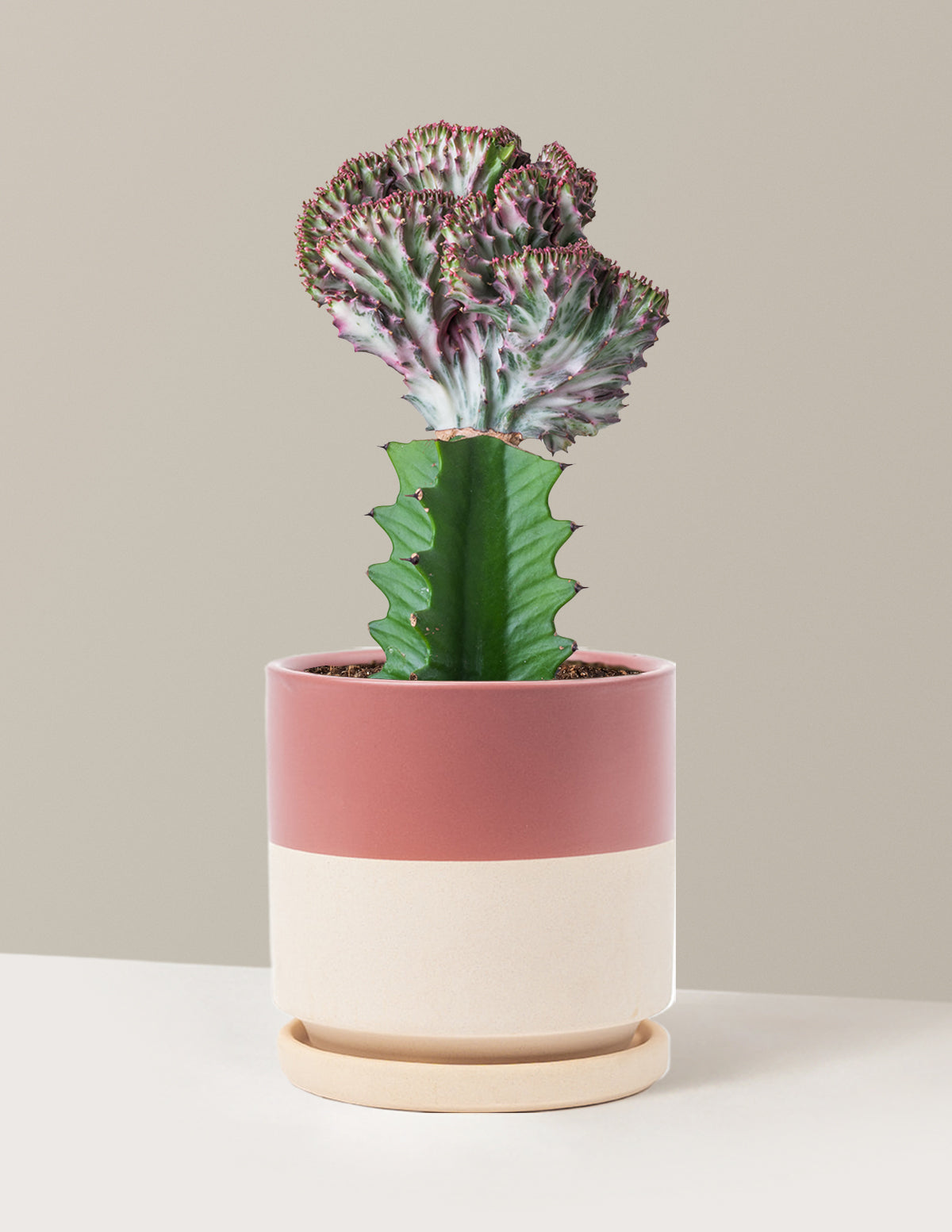 bundle | Purple | Isabella | Top Half Dusty Rose