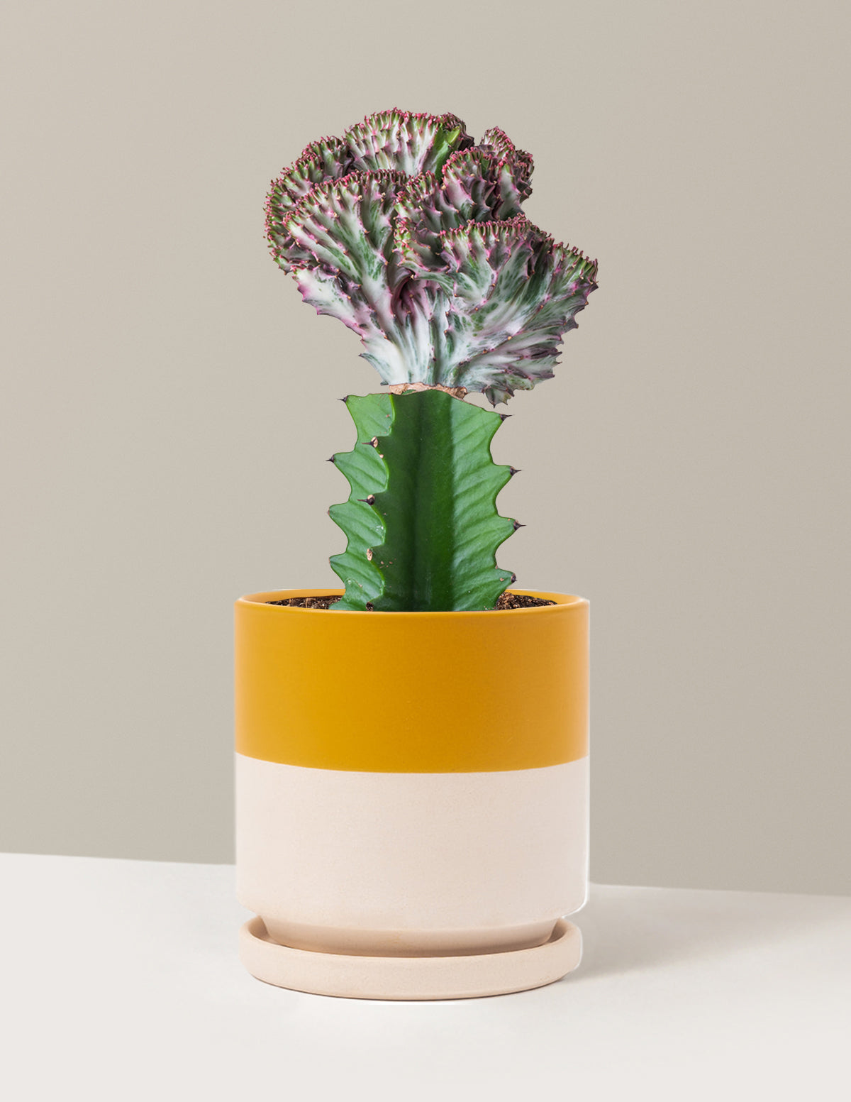 Mermaid Tail Cactus