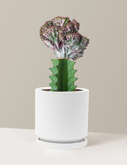 mermaid succulent Mermaid Tail Cactus Houseplant - Purple (8-12" tall) Grow Pot
