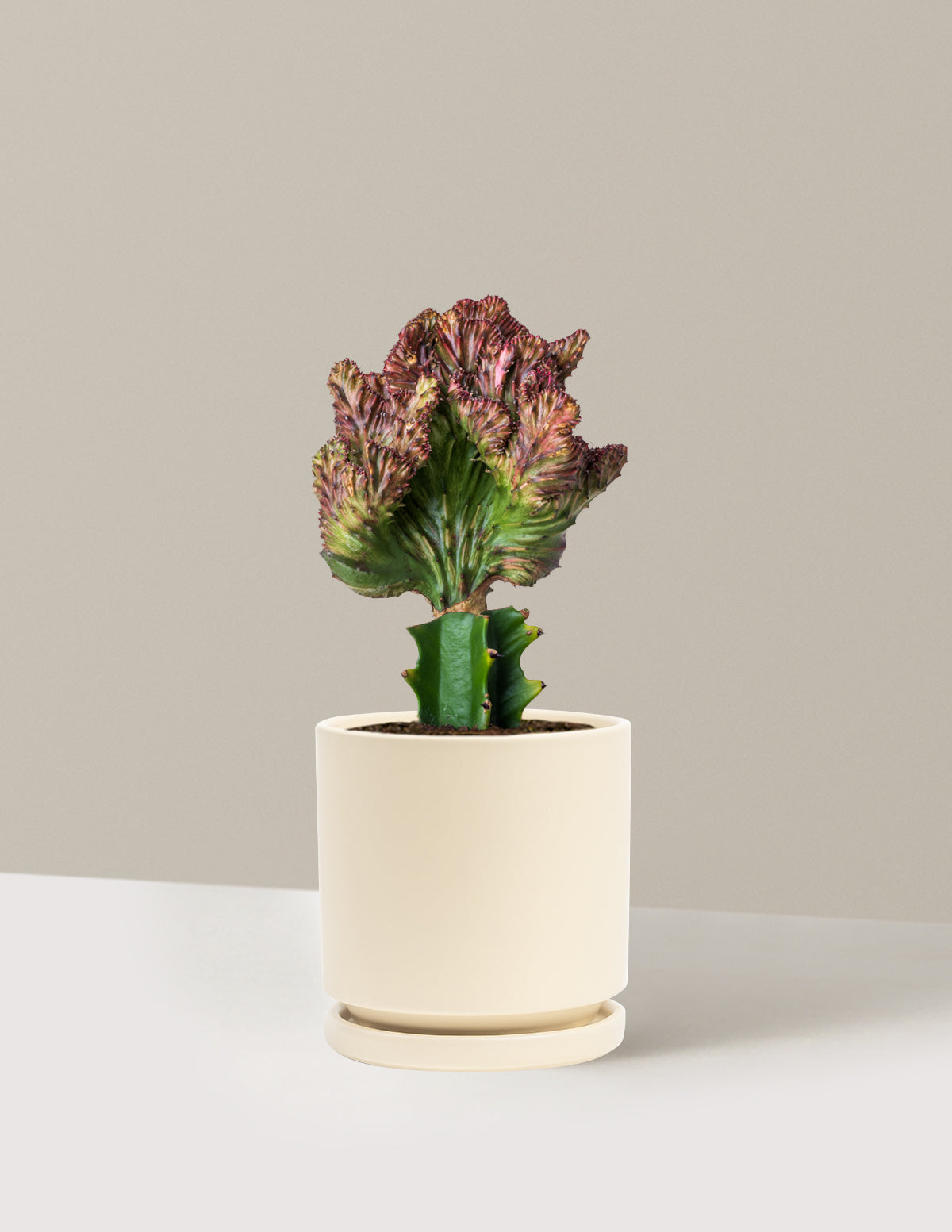 Mermaid Tail Cactus