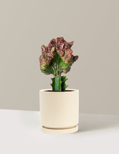 Mermaid Tail Cactus