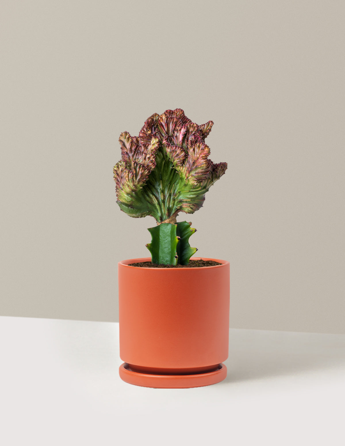 Mermaid Tail Cactus