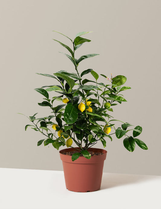 Improved Meyer Lemon Bush