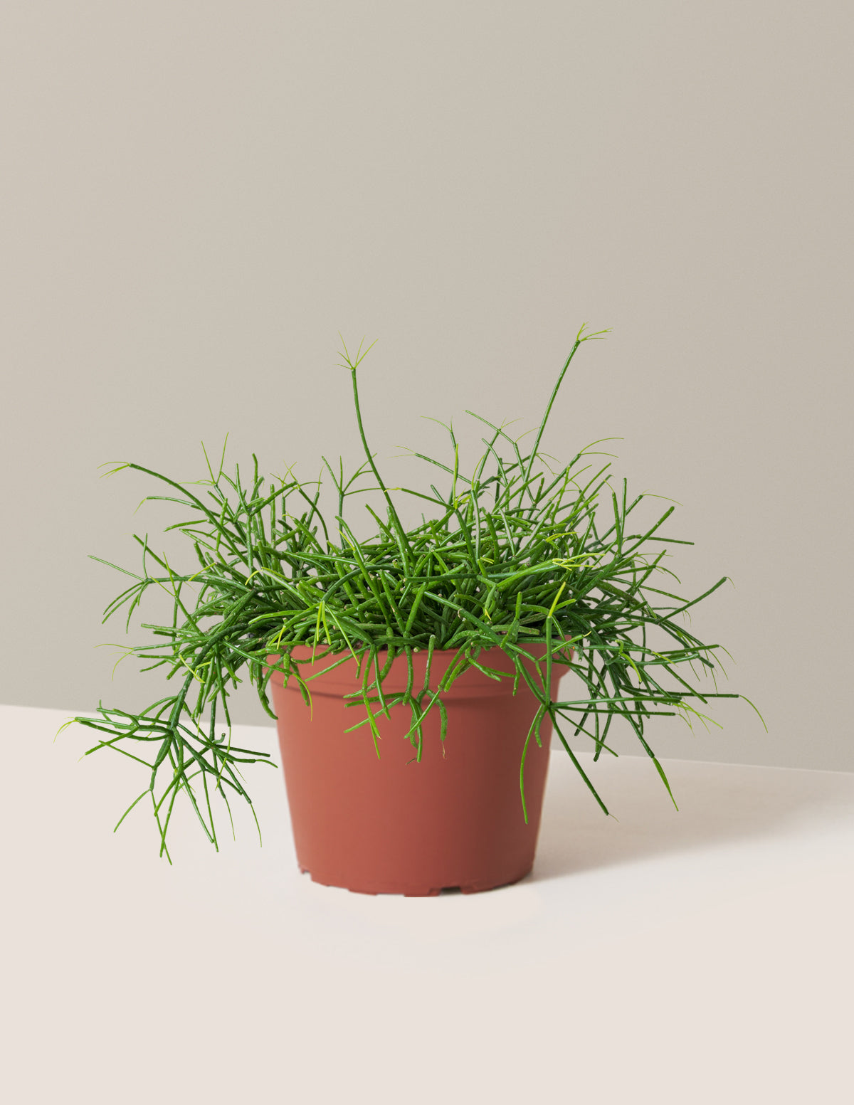bundle | Medium | Grow Pot