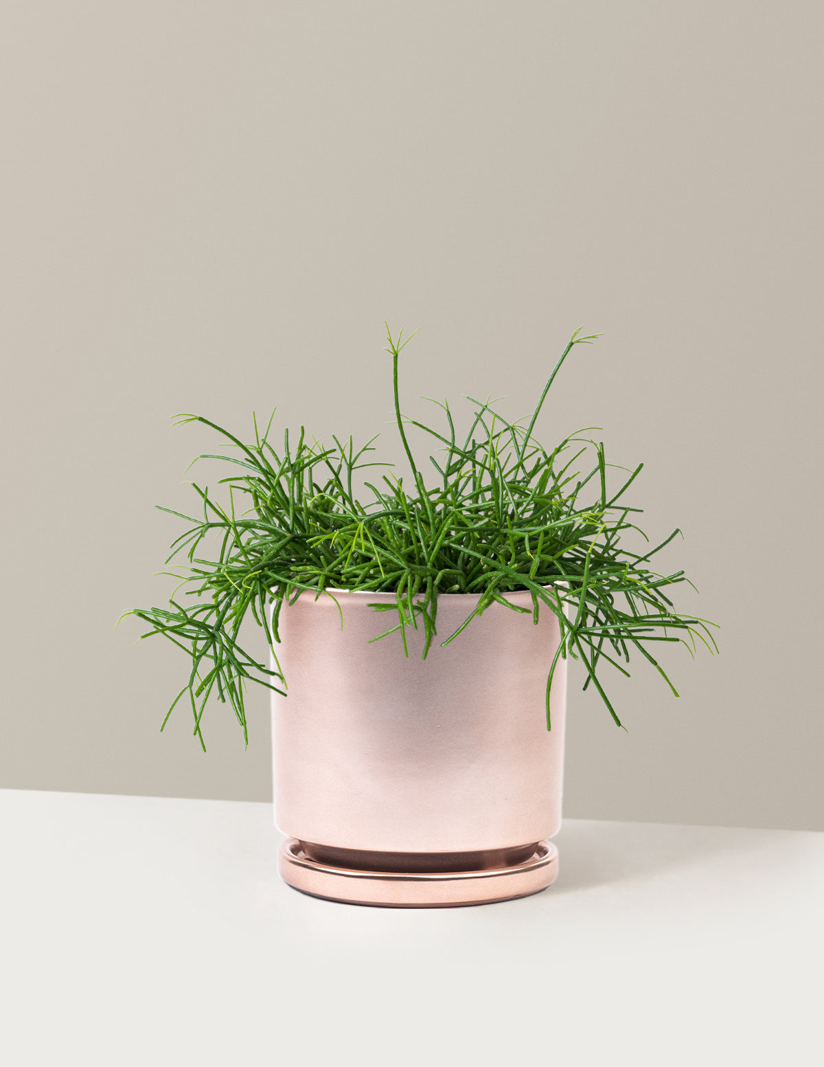 bundle | Medium | Isabella | Rose Gold