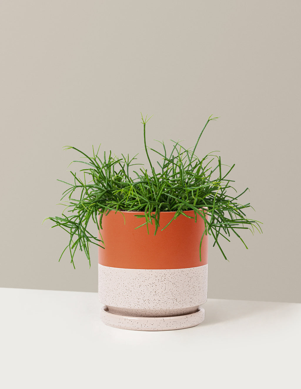 Mistletoe Cactus