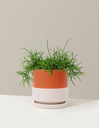 Mistletoe Cactus