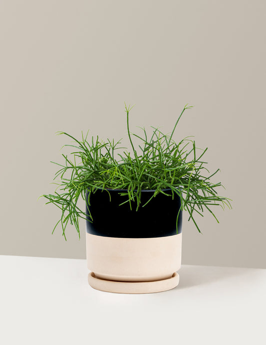 Rhipsalis Baccifera Mistletoe Cactus