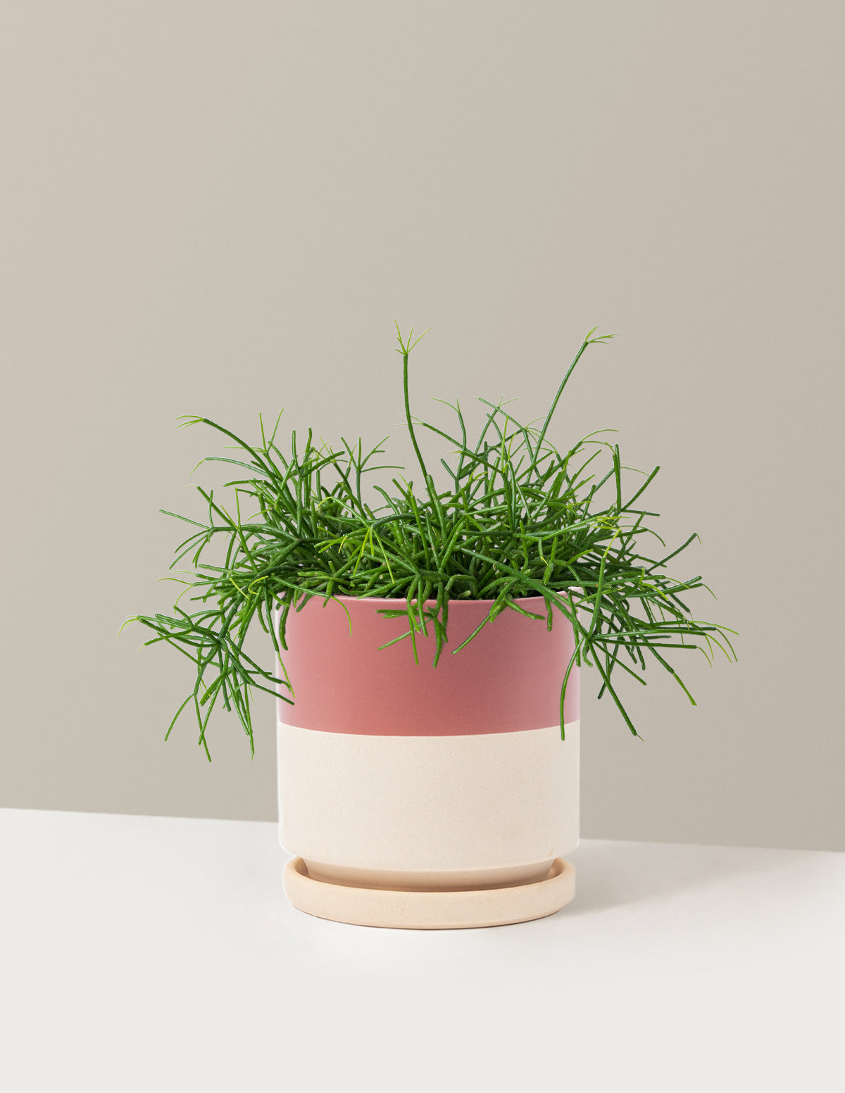 bundle | Medium | Isabella | Half Dusty Rose