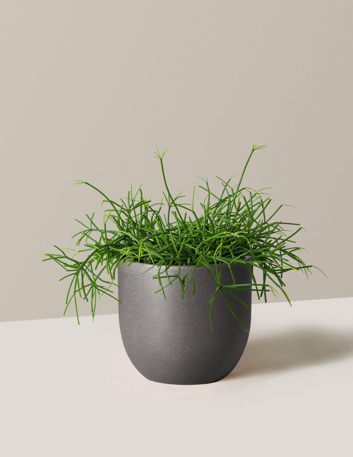 Mistletoe Cactus