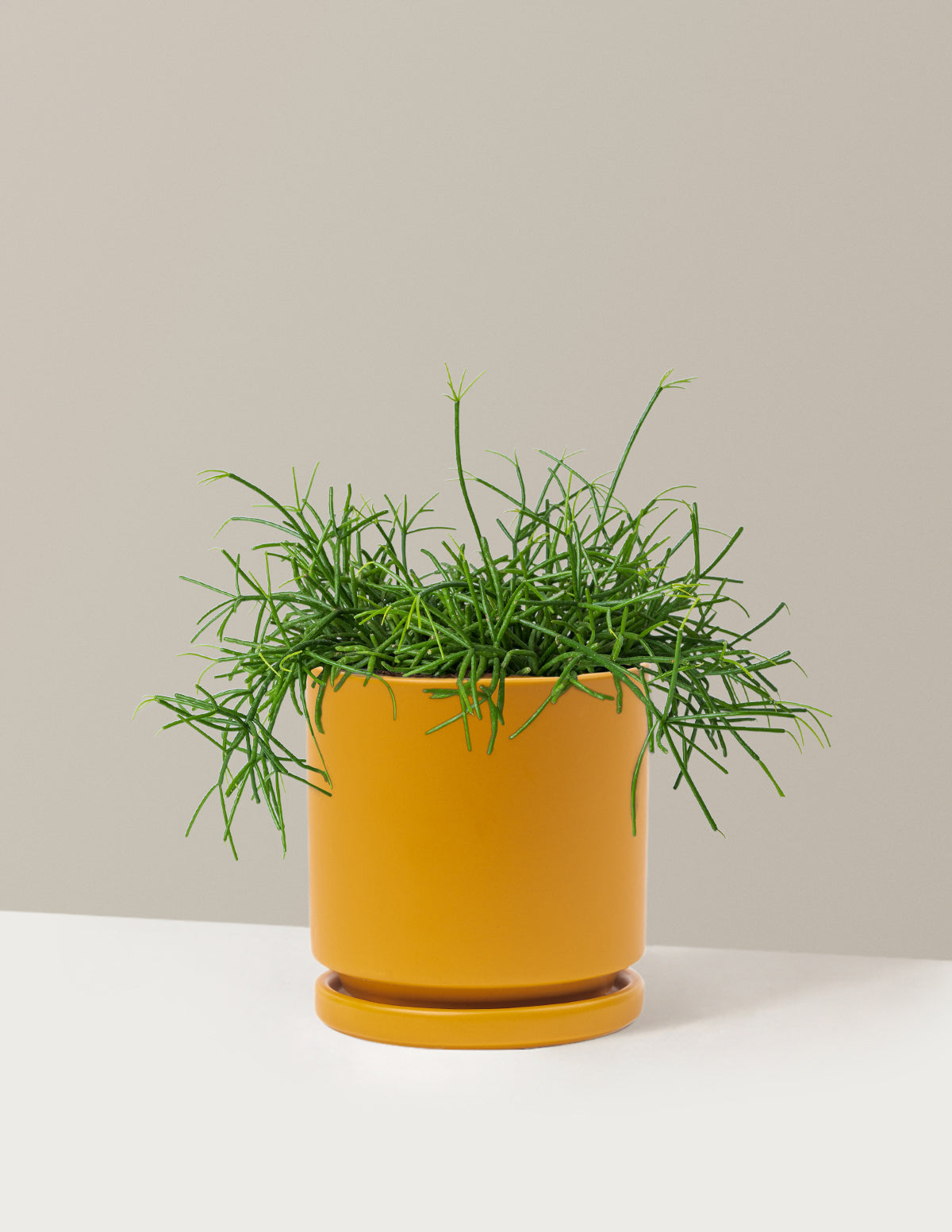 Rhipsalis Baccifera Mistletoe Cactus