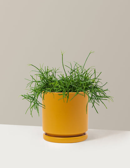 Rhipsalis Baccifera Mistletoe Cactus