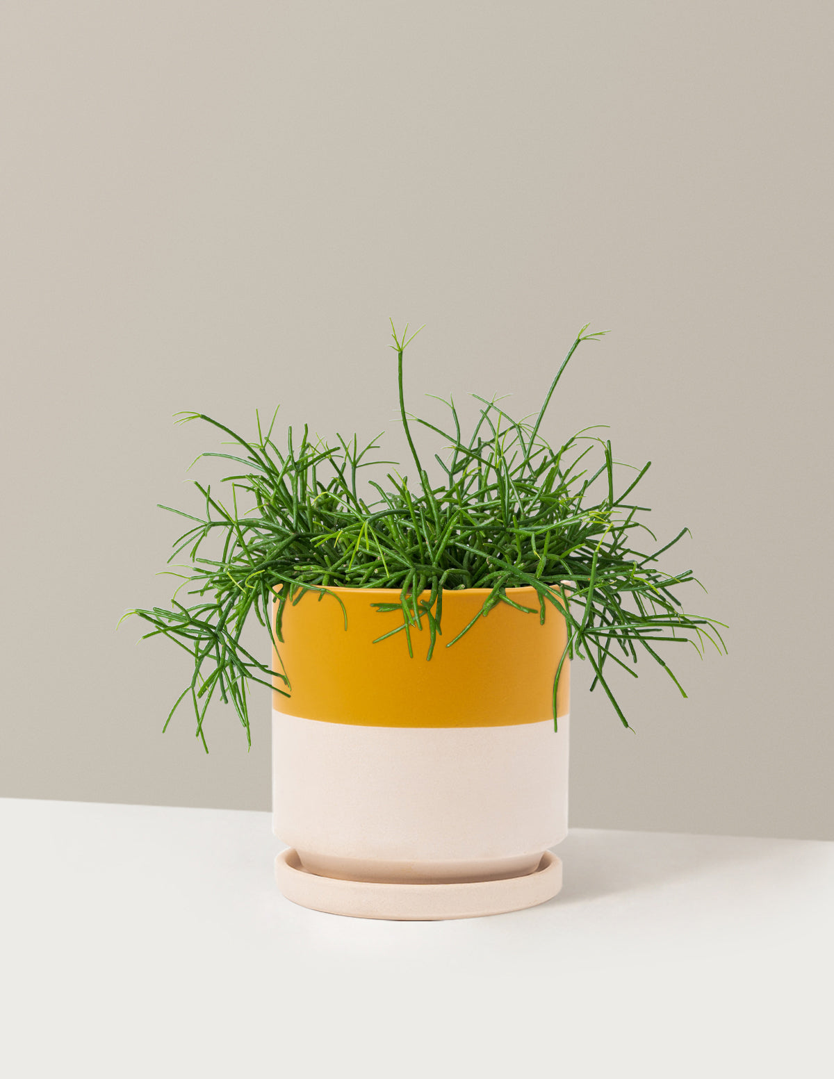 Rhipsalis Baccifera Mistletoe Cactus