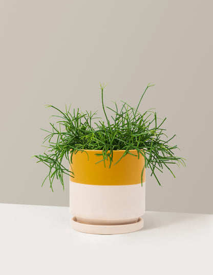 Rhipsalis Baccifera Mistletoe Cactus