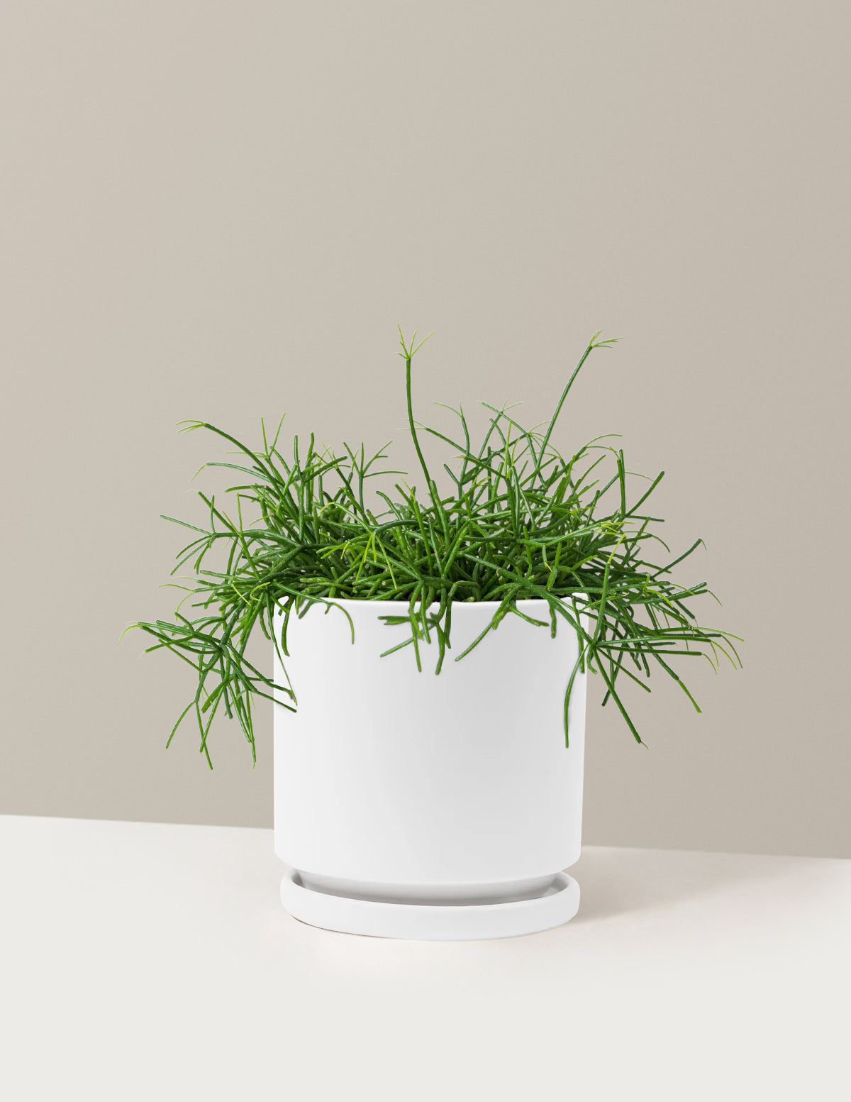 Rhipsalis Baccifera Mistletoe Cactus