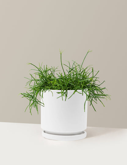 Rhipsalis Baccifera Mistletoe Cactus
