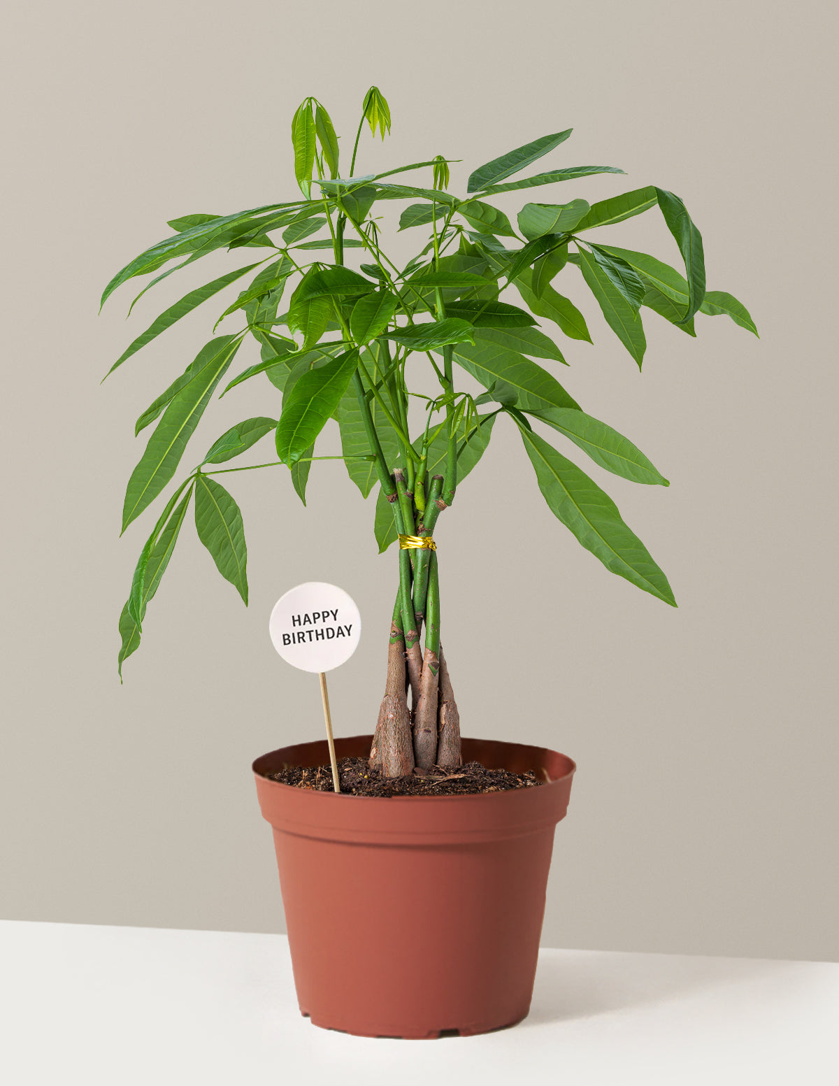 money tree information Money Tree Plant Birthday Bundle | Tropical Indoor Plants & Houseplants for Delivery