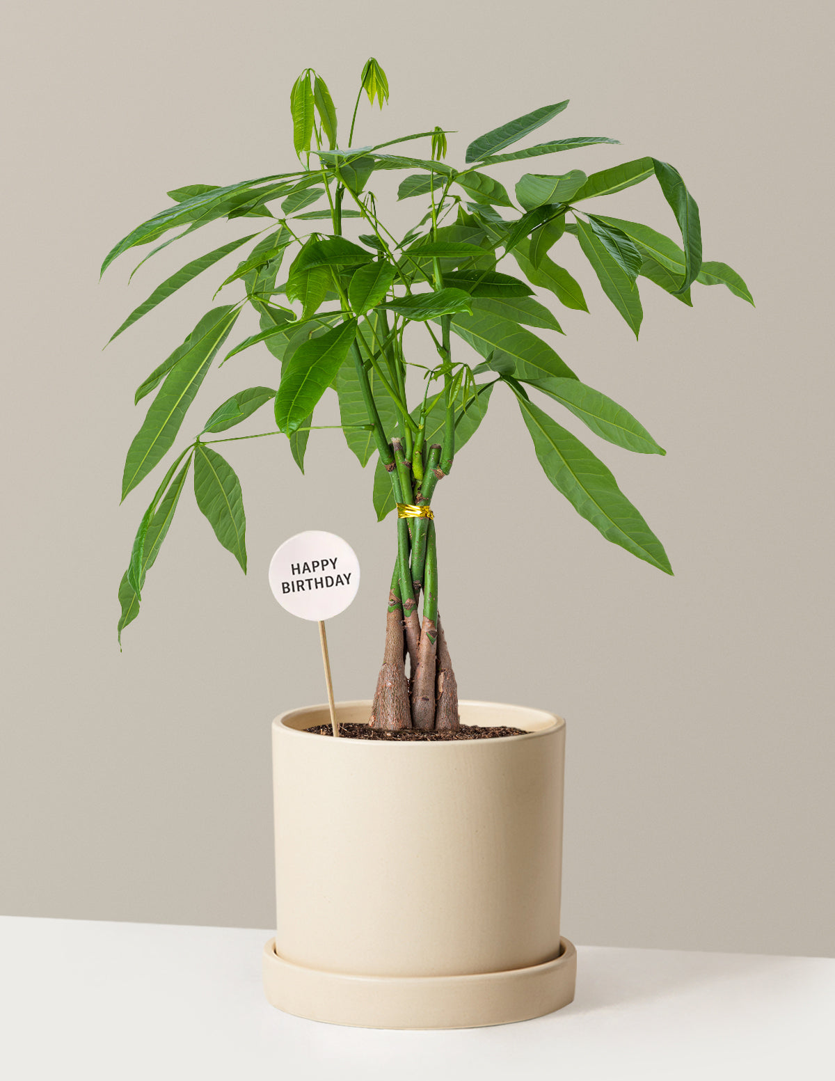Happy Birthday Money Tree Plant