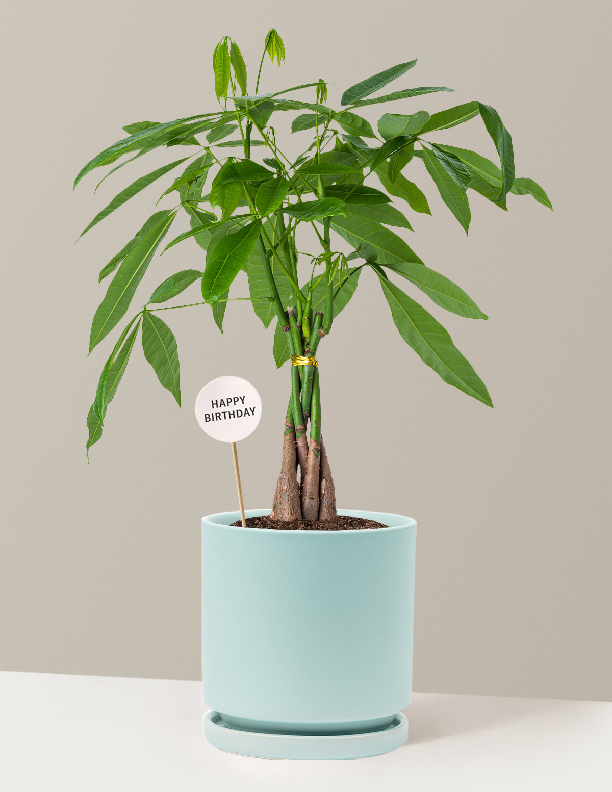 Happy Birthday Money Tree Plant