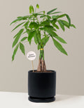 Happy Birthday Money Tree Plant