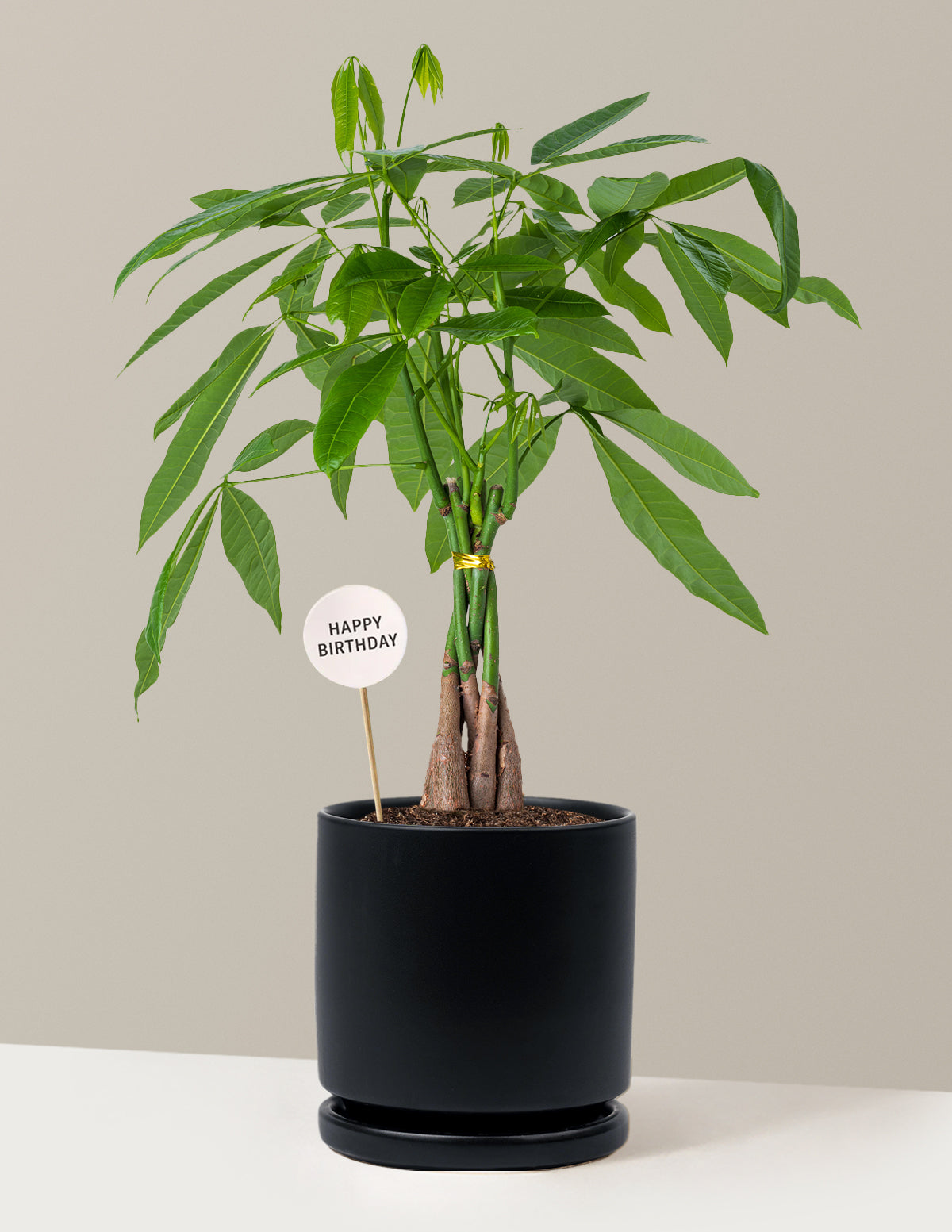 Happy Birthday Money Tree Plant