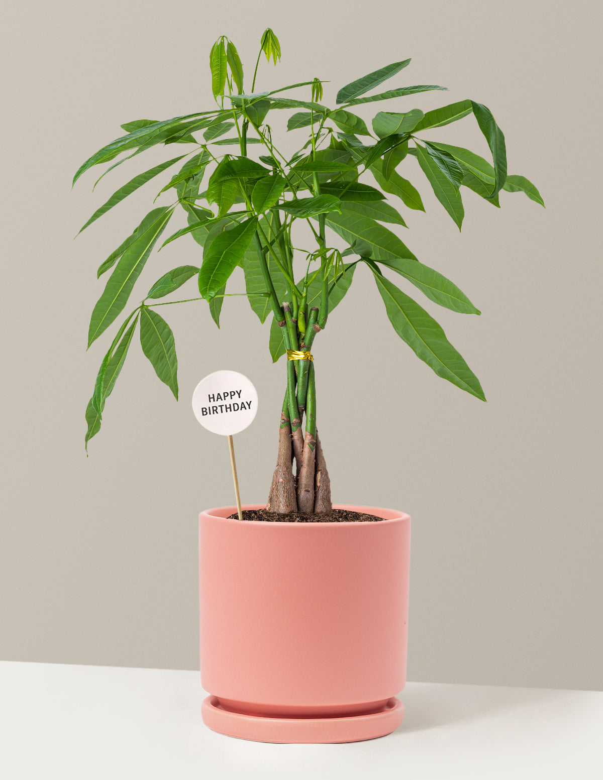 Happy Birthday Money Tree Plant