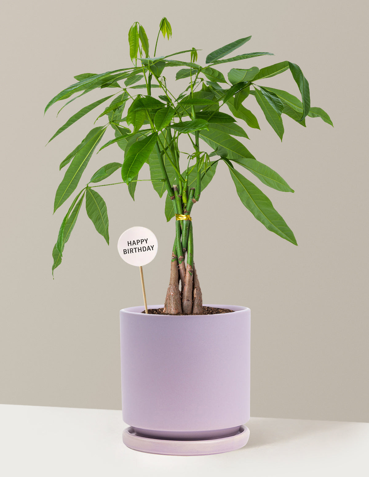 birthday money tree Money Tree Plant Birthday Bundle | Tropical Indoor Plants & Houseplants for  Delivery