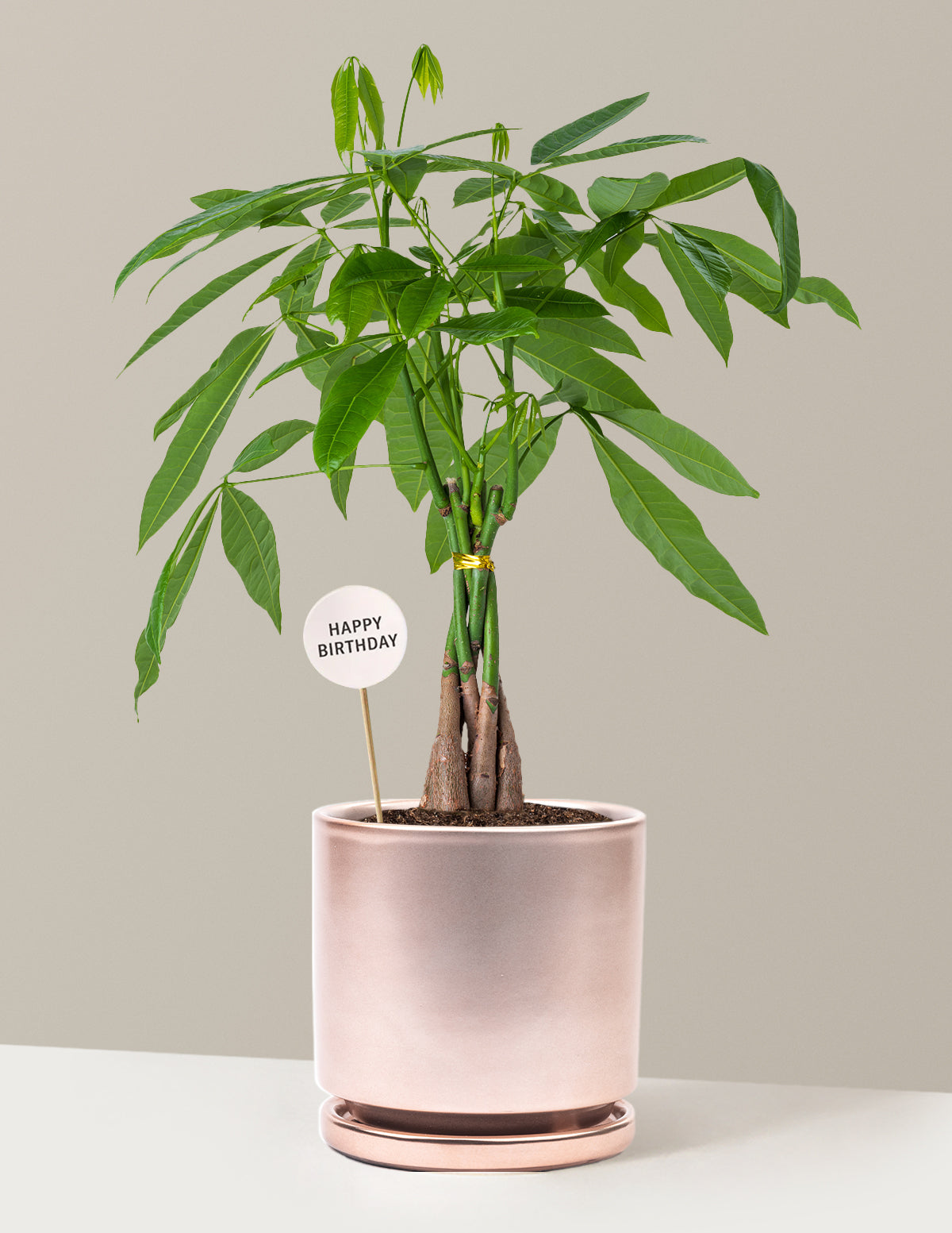 Happy Birthday Money Tree Plant