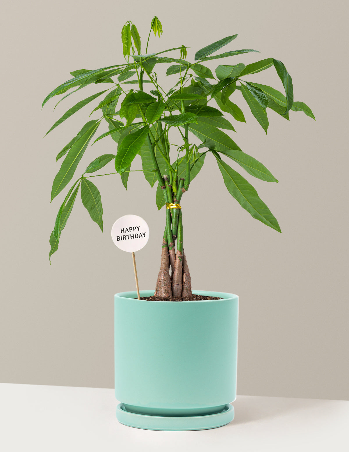 Happy Birthday Money Tree Plant
