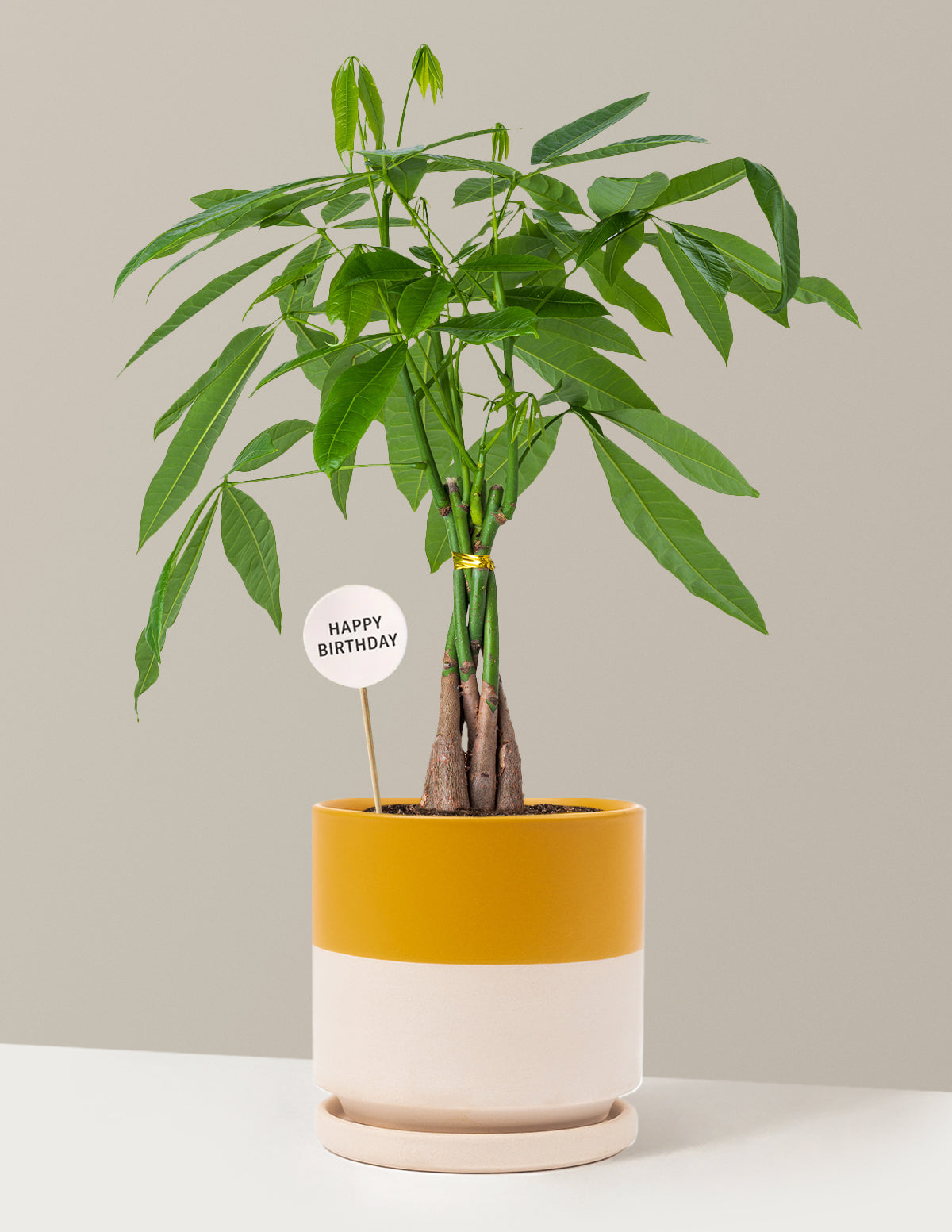 Happy Birthday Money Tree Plant