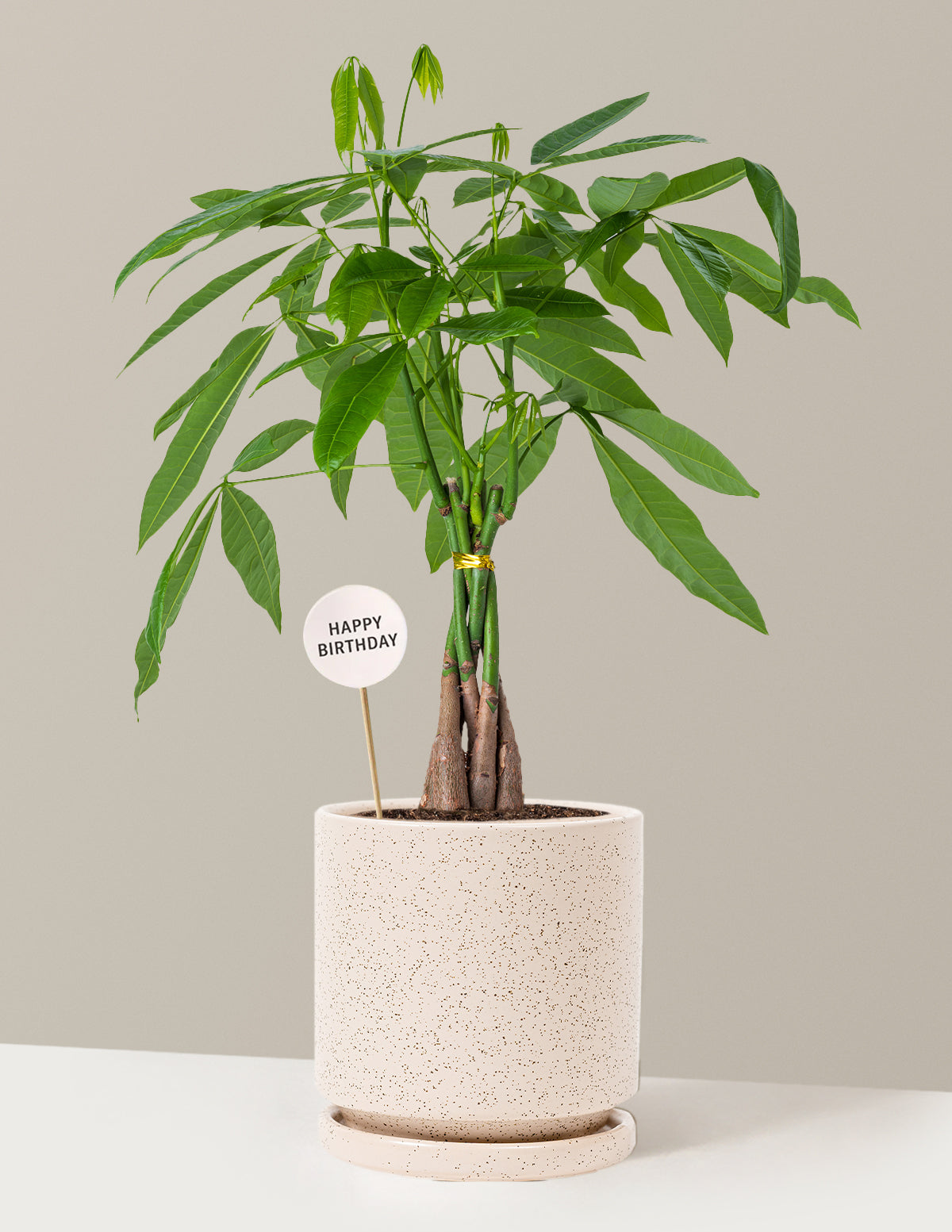 Happy Birthday Money Tree Plant