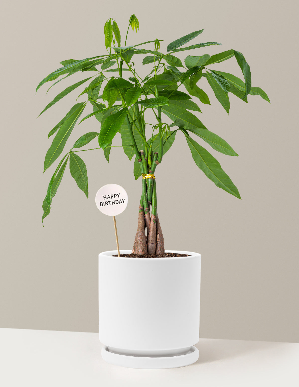 Happy Birthday Money Tree Plant