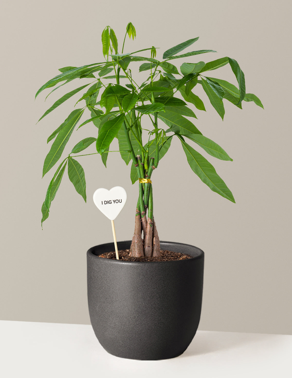 I Dig You Money Tree Plant