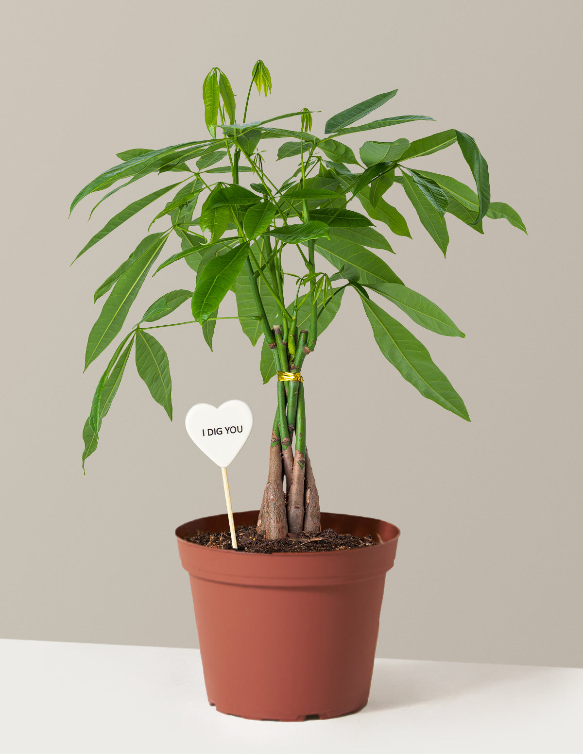 I Dig You Money Tree Plant