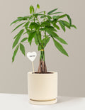 I Dig You Money Tree Plant