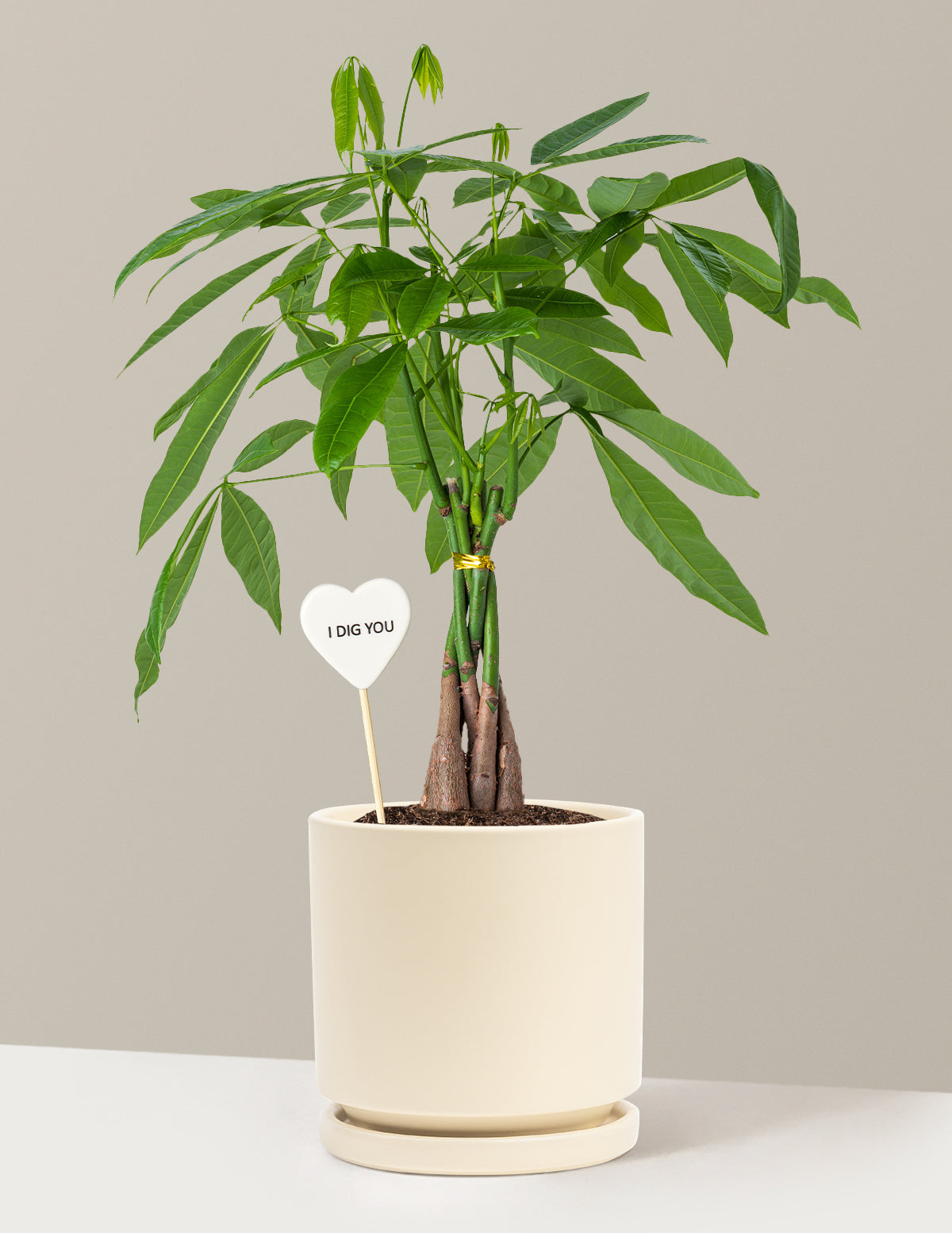 I Dig You Money Tree Plant