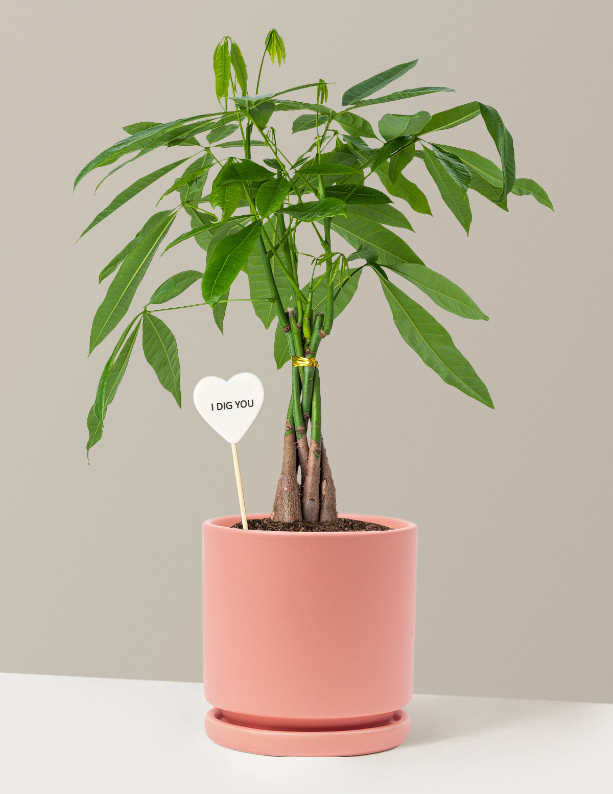 I Dig You Money Tree Plant