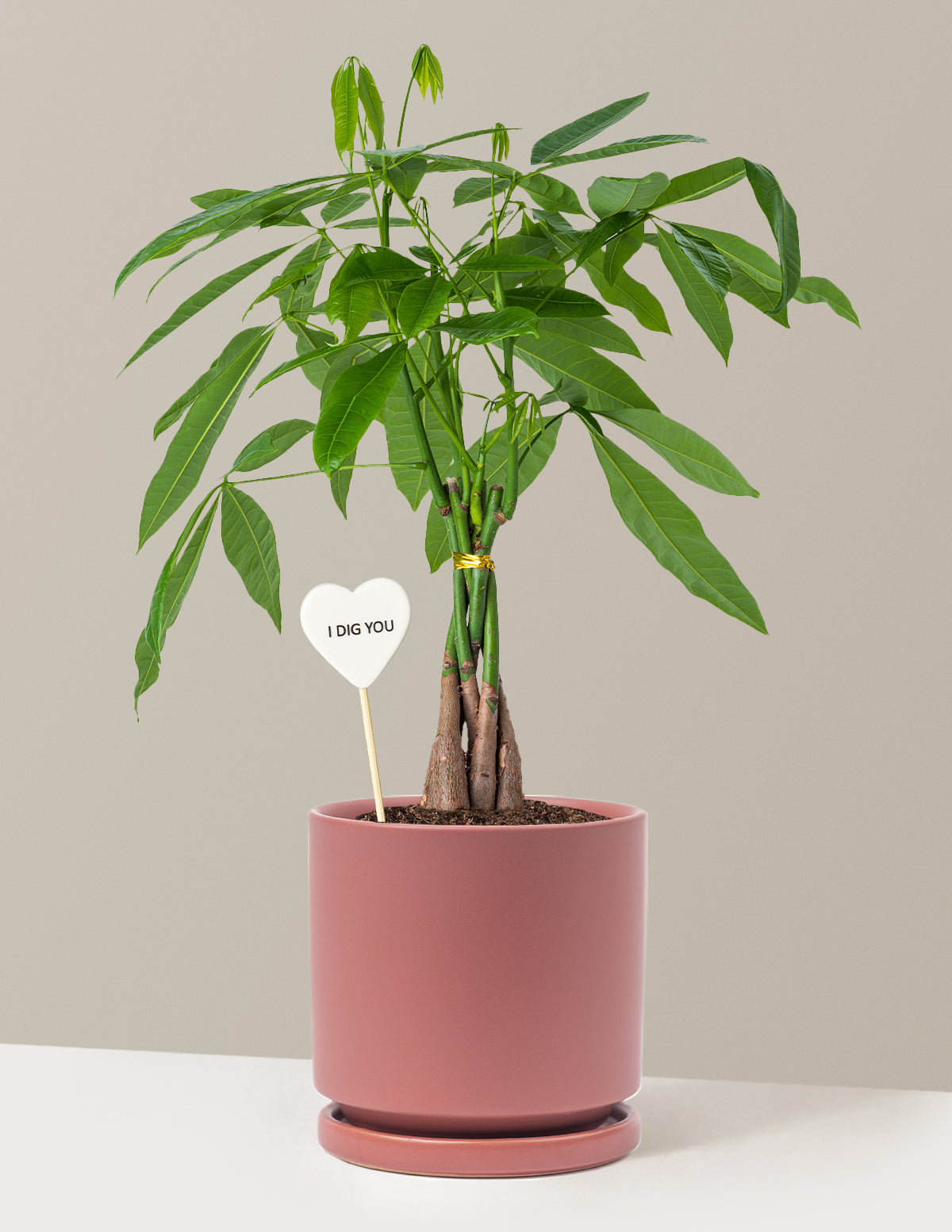 I Dig You Money Tree Plant