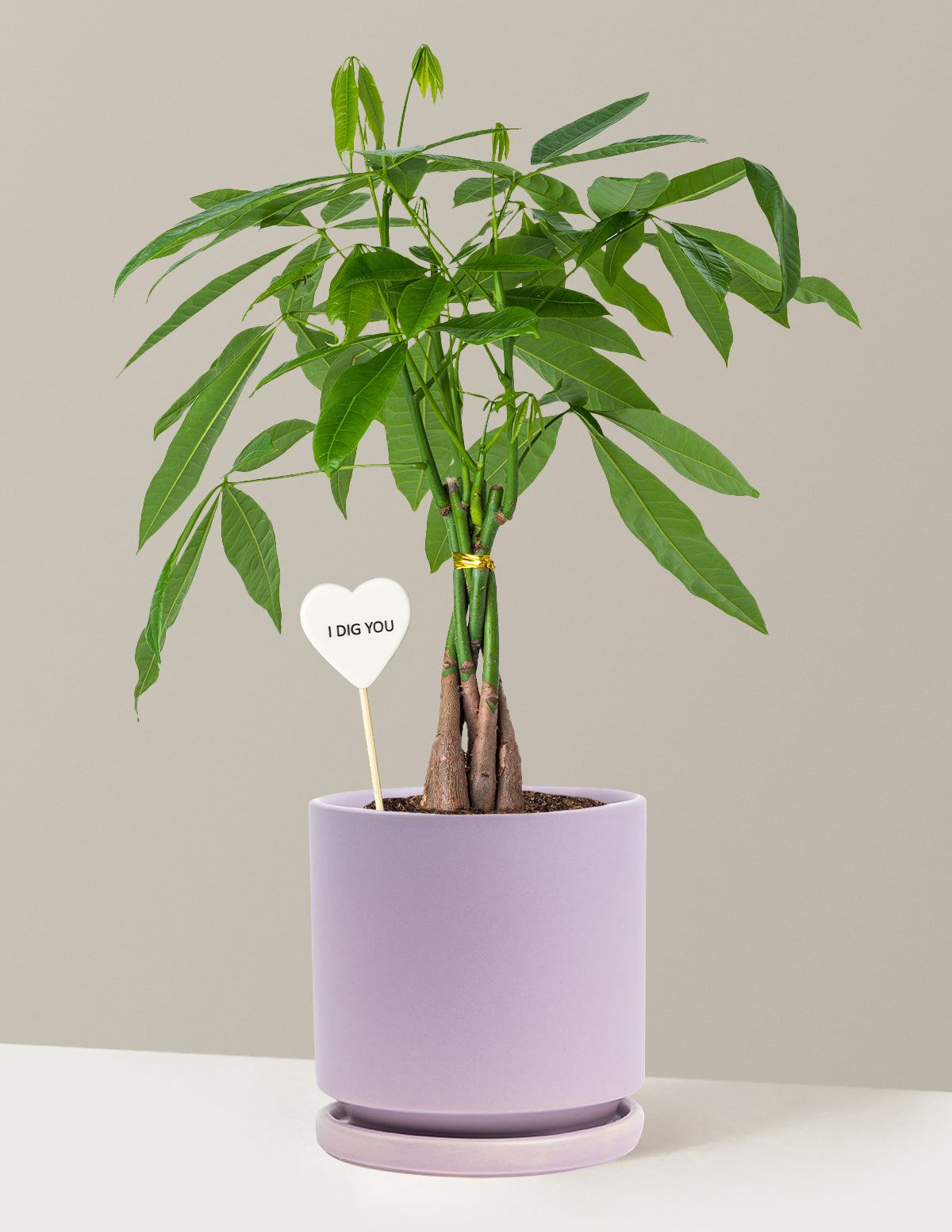 money tree the sill Money Tree Plant Bundle | Tropical Indoor Plants & Houseplants for Delivery