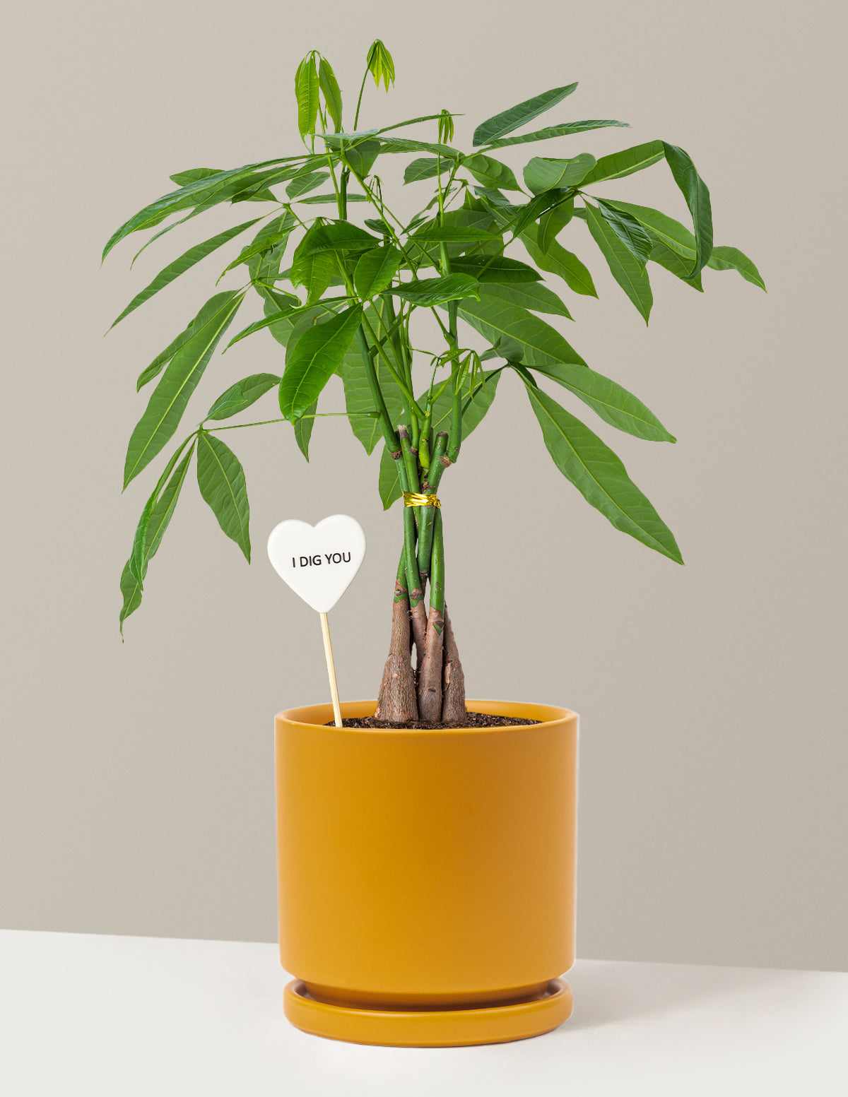 I Dig You Money Tree Plant